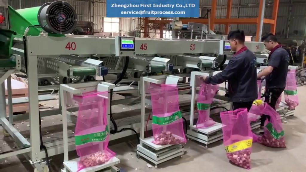 Efficient and Effective Garlic Sorting and Packing Solution for Optimal Productivity Efficient and Effective Garlic Sorting and Packing Solution for Optimal Productivity