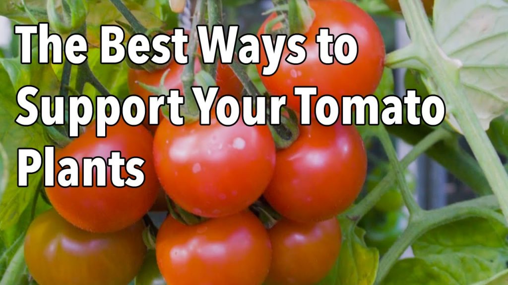 “Building Sturdy Tomato Supports for Healthier Plants” “Building Sturdy Tomato Supports for Healthier Plants”