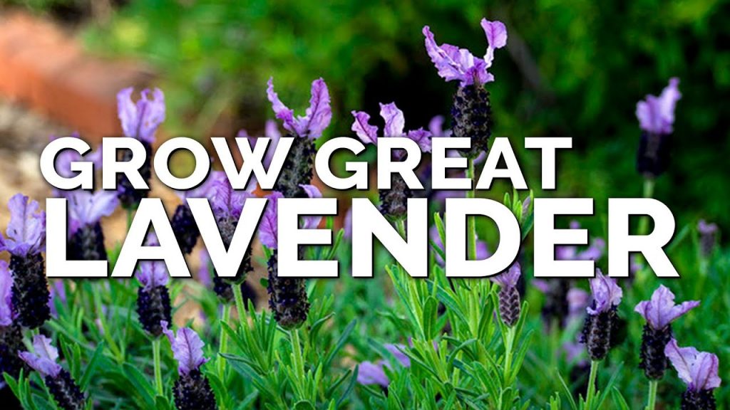 Title: Mastering the Art of Lavender Growing: 5 Tips for Success in Any Location