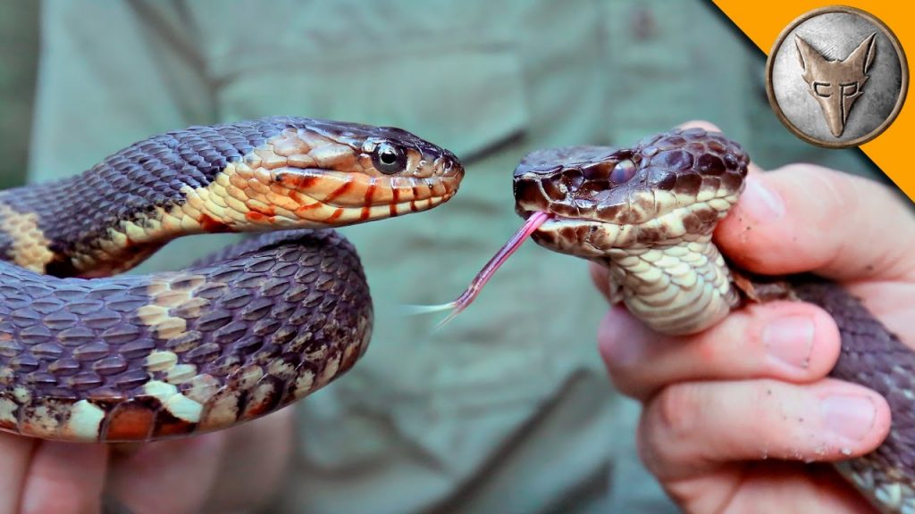 “Identifying the Differences between Cottonmouth and Water Snake” “Identifying the Differences between Cottonmouth and Water Snake”