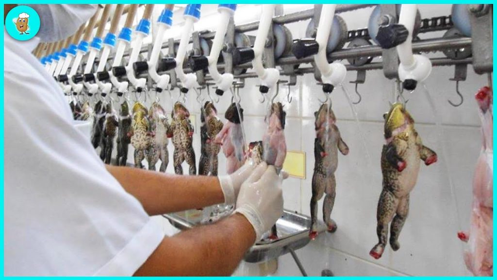 Revolutionary Advancements in Harvesting and Processing Technology for Frogs Revolutionary Advancements in Harvesting and Processing Technology for Frogs