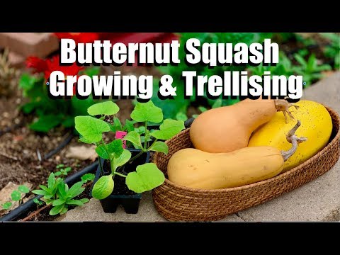 “Gardening Tips: Growing Butternut Squash and Effective Trellising Techniques” “Gardening Tips: Growing Butternut Squash and Effective Trellising Techniques”